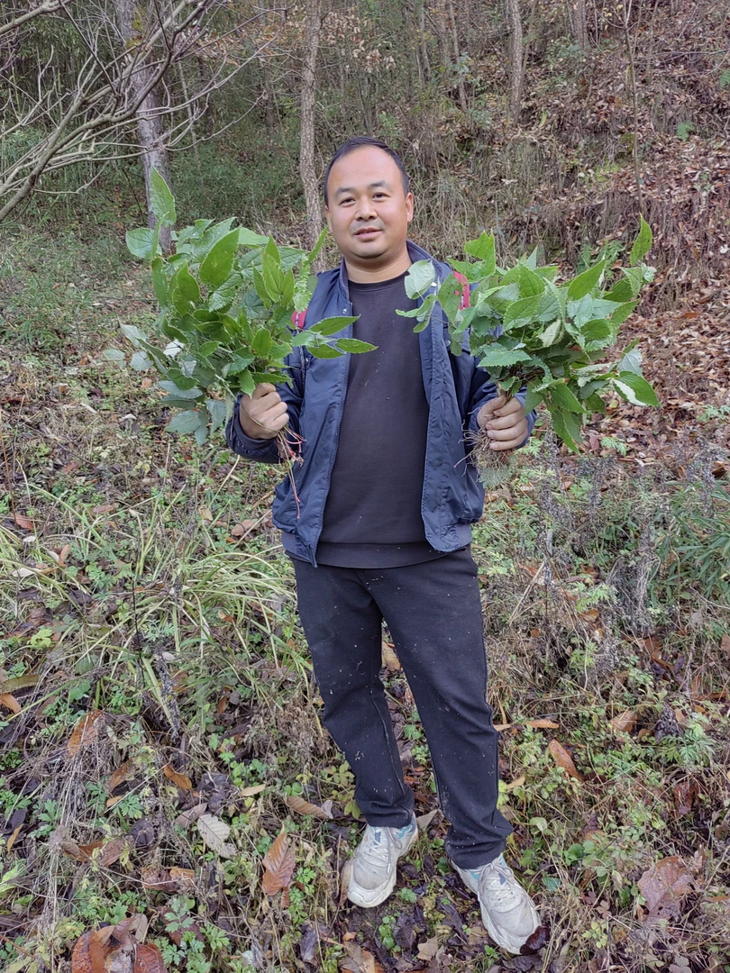甘肃陇南的 ⑨片 叶子 大山自採的非种植的【假一赔十】