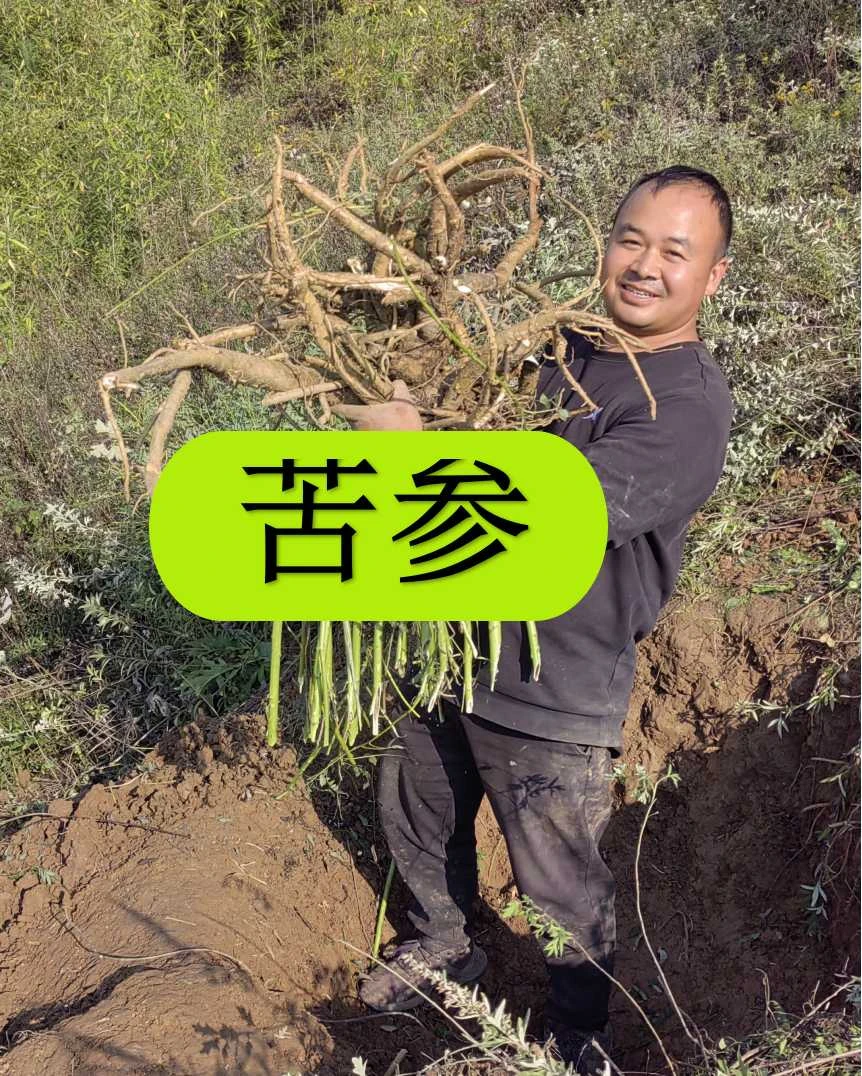 深山现挖野苦参地槐条山槐根皮肤痒痱子妇科【别拿种植的比价格】