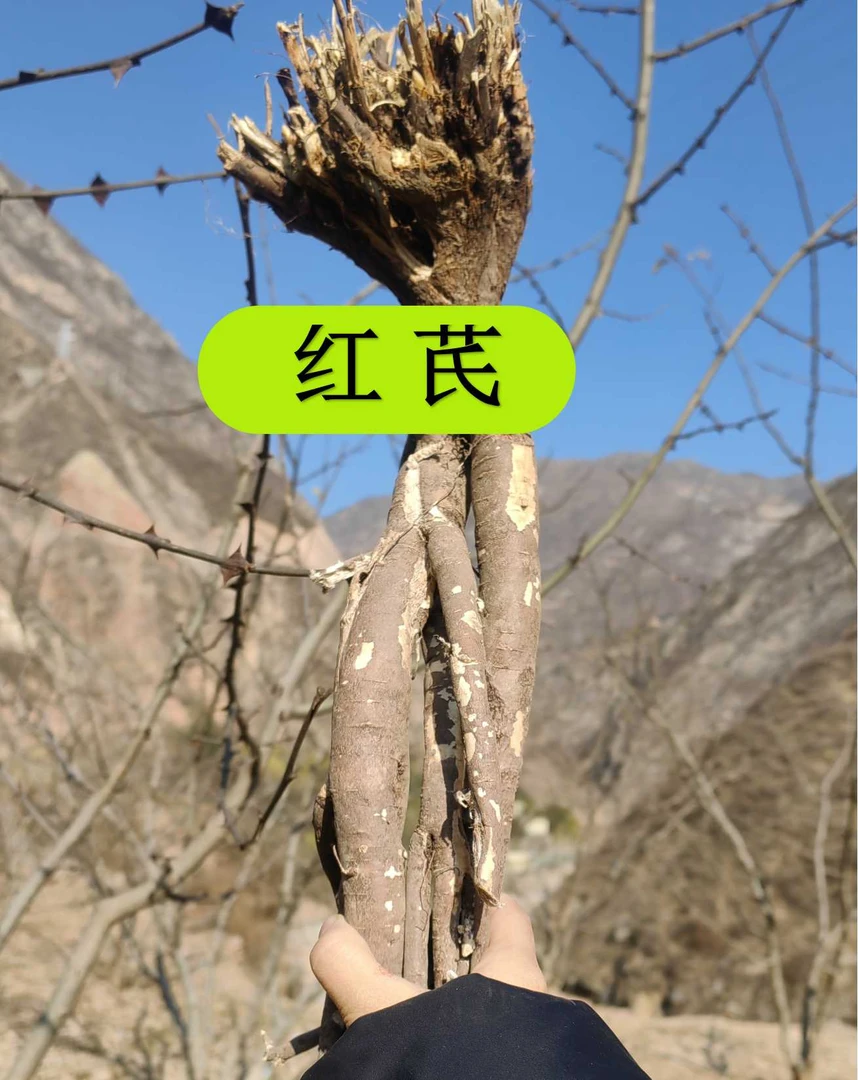野红芪【岩黄芪】俗称黄芪哥哥  鲜的  还没有干