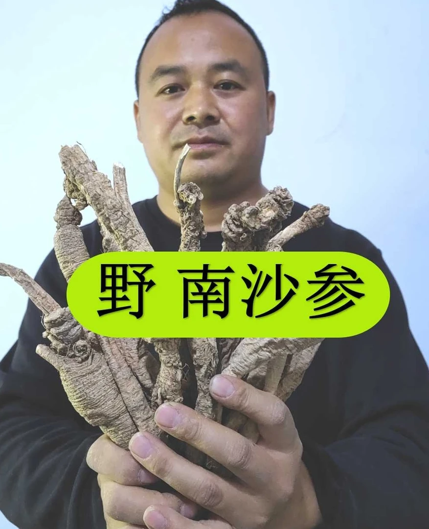 南沙参 甘肃泡参 南沙参 大山里采挖非种植