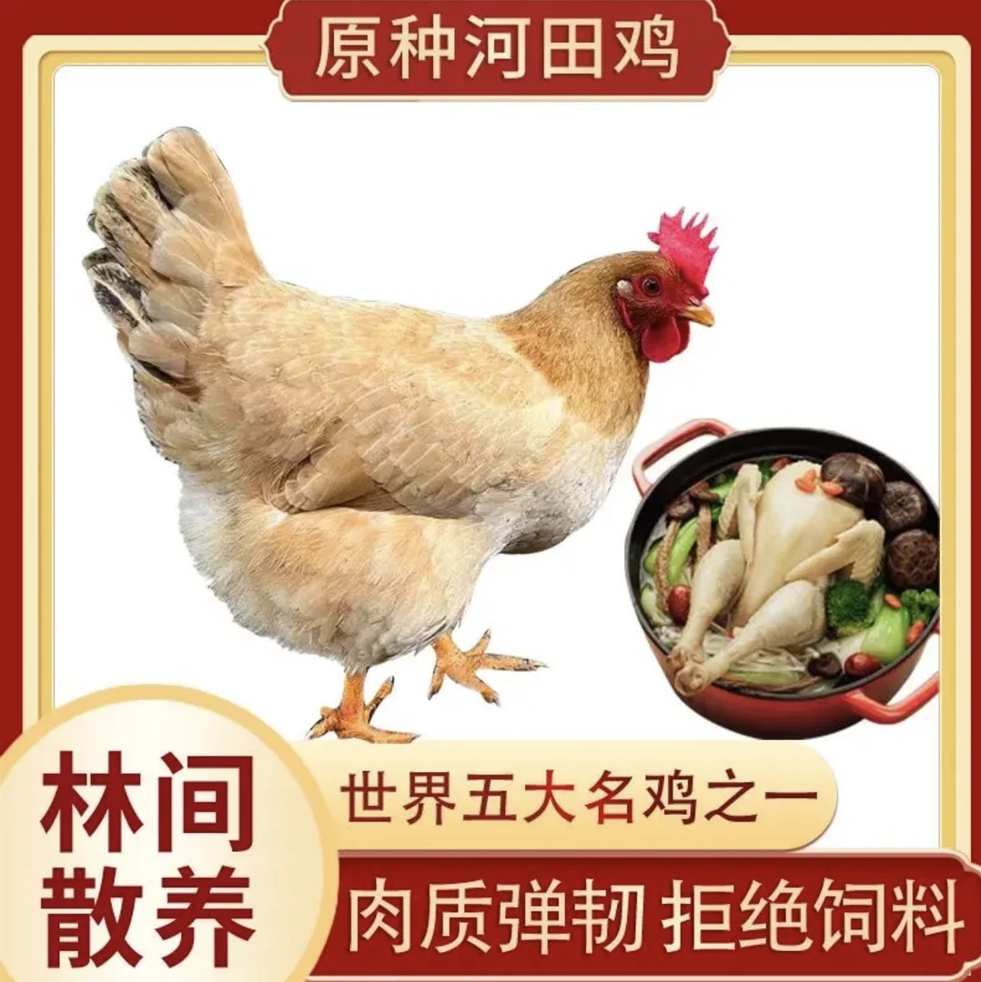 发深圳正宗散养河田鸡 纯玉米喂养现宰现发 毛重3.3-3.5斤