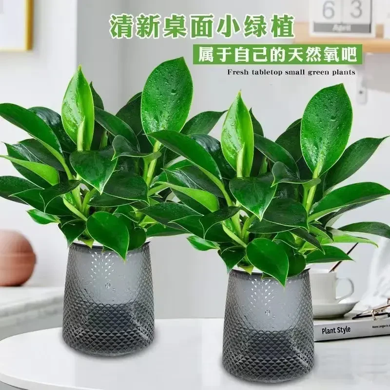 【买一盆送一盆】金钻绿公主室内天然水培绿植物盆栽花卉好养