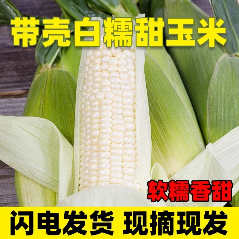 【次日达】2024年新鲜白糯玉米4.5/7.5斤装 新鲜苞谷 又甜又糯带壳发货