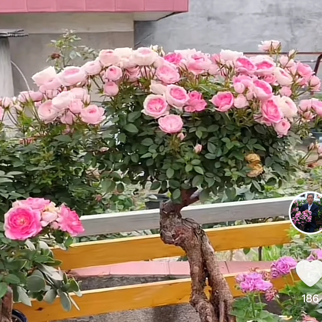 小根艺微型月季盆景（不要盲目下单下单前和主播沟通）蔷薇嫁接