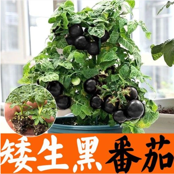 黑矮生番茄苗 四季高产抗病营养价值高大果黑番茄苗蔬菜苗特菜苗