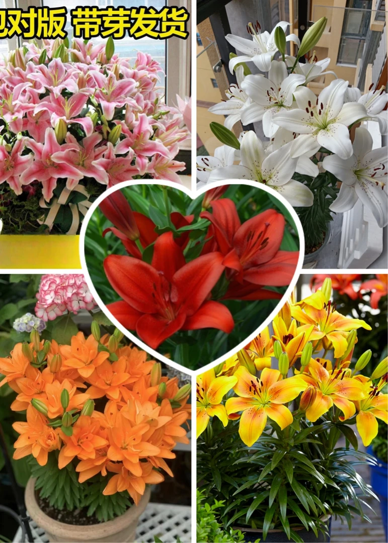 荷兰进口单瓣香水百合