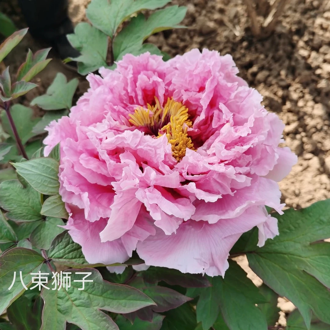 牡丹【八束狮子】预售中