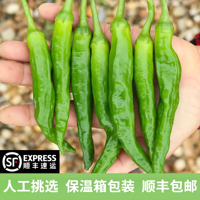 【顺丰包邮】正宗湖南樟树小港椒青椒农民现摘现发新鲜辣椒青椒薄皮