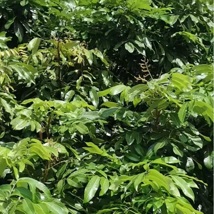 龙眼叶养龟窄桥萨尔纹墨西哥蛋龟小种红面白唇老虎泥哈雷啦瓦哈卡