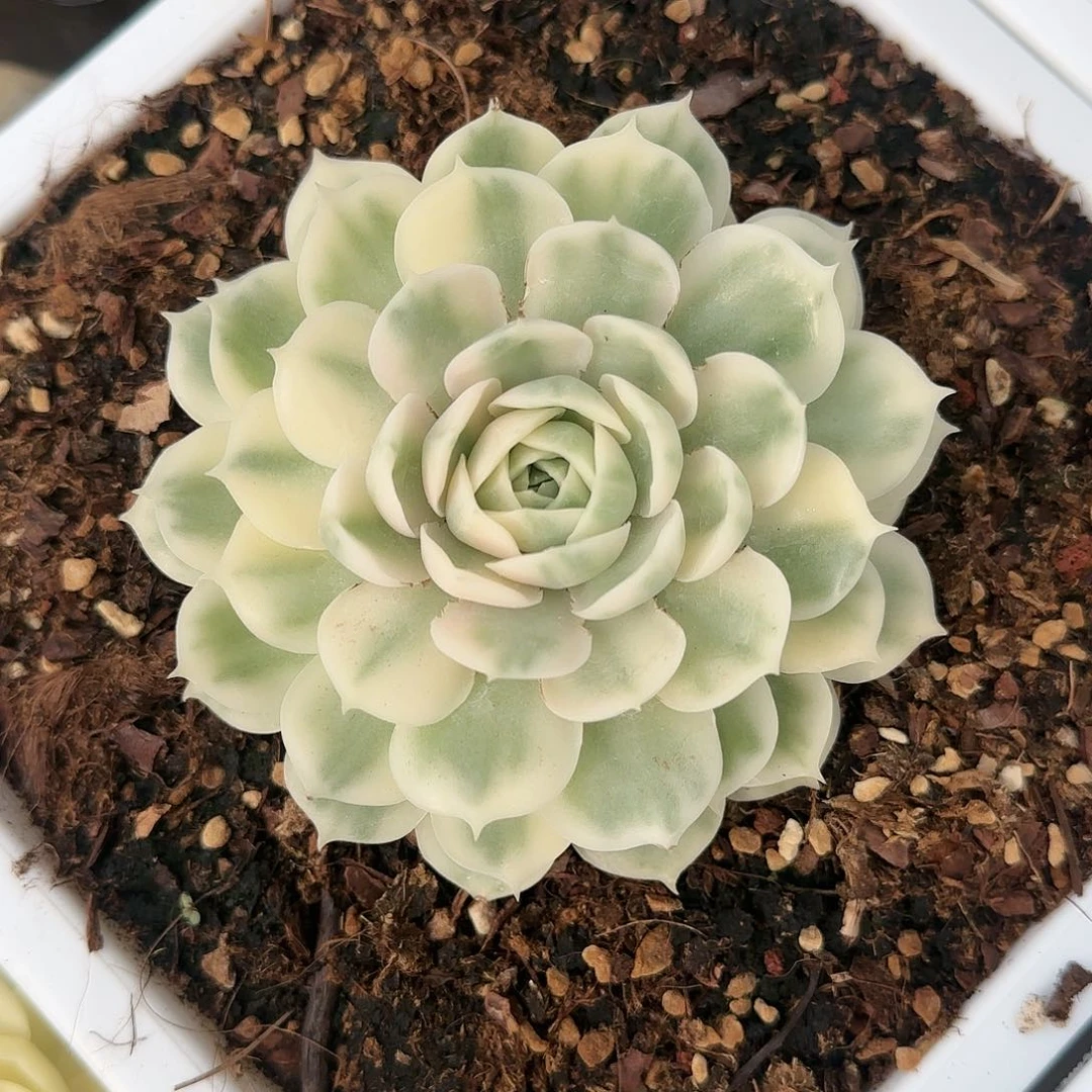 昂斯诺锦 多肉植物