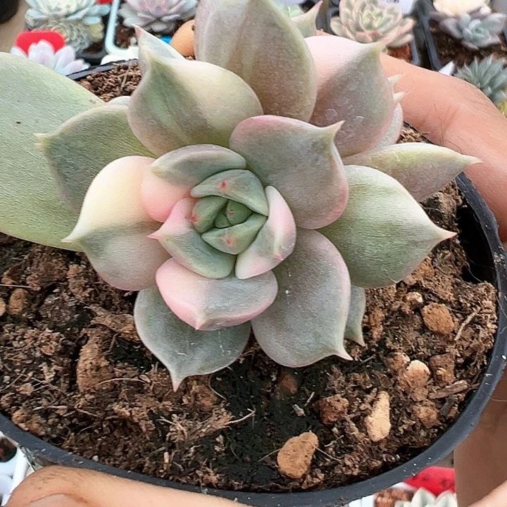 铵*铁铁 多肉植物