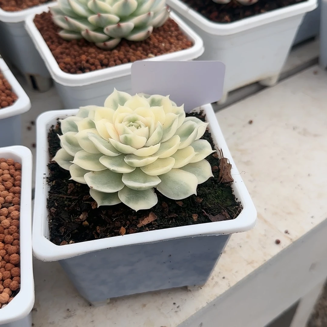 阳****！昂斯诺锦多肉植物