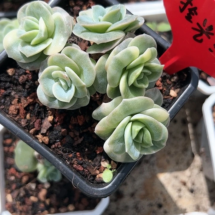 拾*漫时光慢 多肉植物
