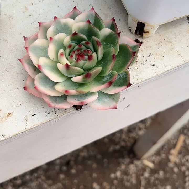 柒**柒吉娃娃锦多肉植物