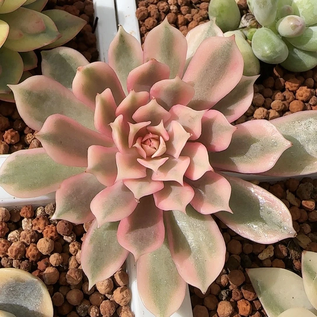粉碟锦 多肉植物