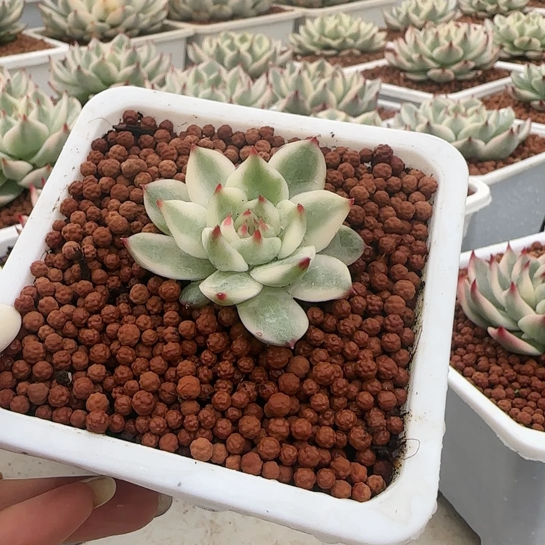 吉娃娃锦多肉植物