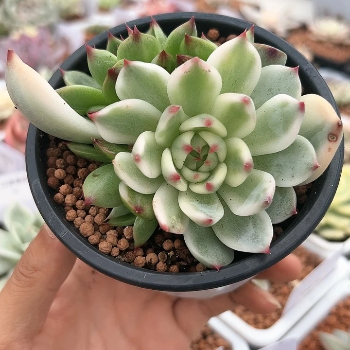 福利款 吉娃娃锦群