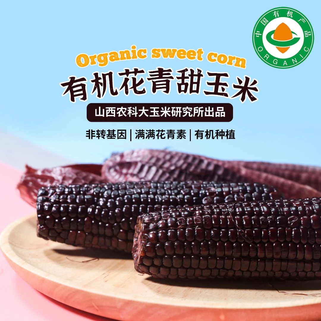山西农科院有机花青甜玉米|黑玉米香甜水果爆浆软糯农产品10根4斤