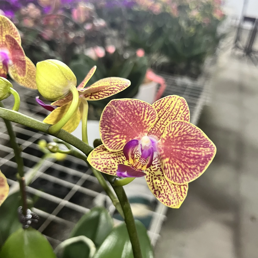 【金宝贝】黄色蝴蝶兰3个月花期
