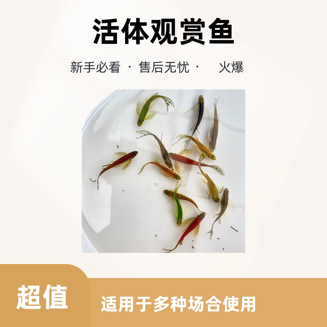 【3-4厘米】蝶翼斑马龙凤蝶翼斑马直播好养鱼发货快活体观赏鱼宠物