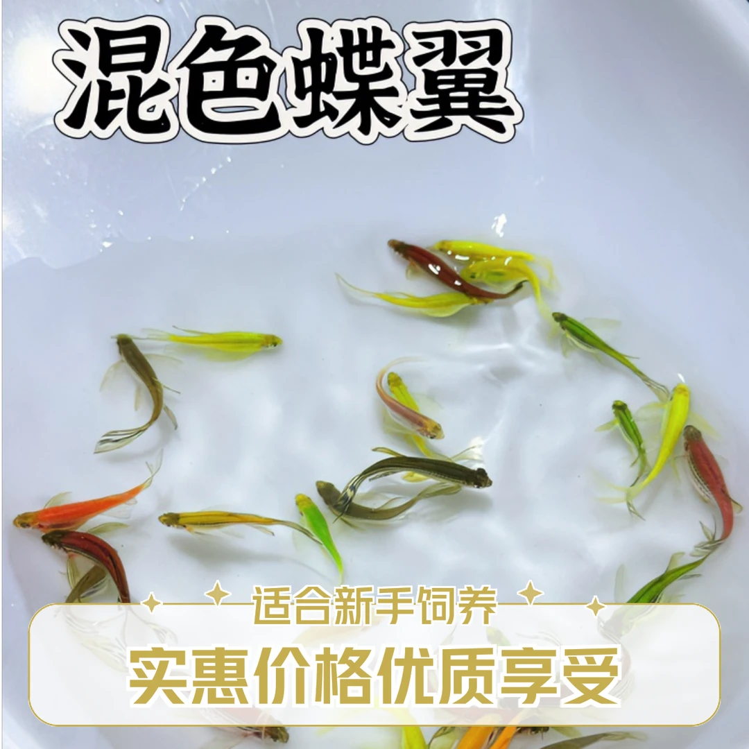 【1-2厘米】蝶翼斑马鱼龙凤蝶翼斑好饲养发货快直播观赏鱼活体宠物