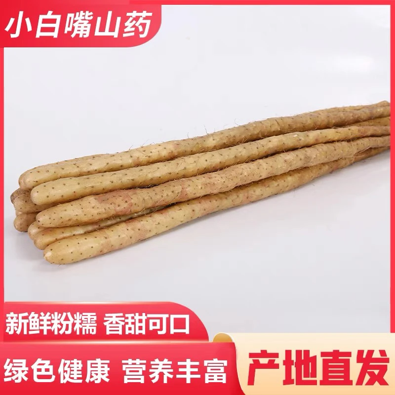 正宗河北小白嘴山药新鲜粉糯