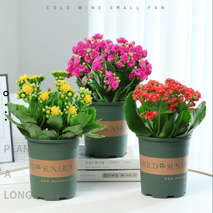 【四季开花】长寿花盆栽花卉重瓣大花植物室内阳台绿植带花苞发货
