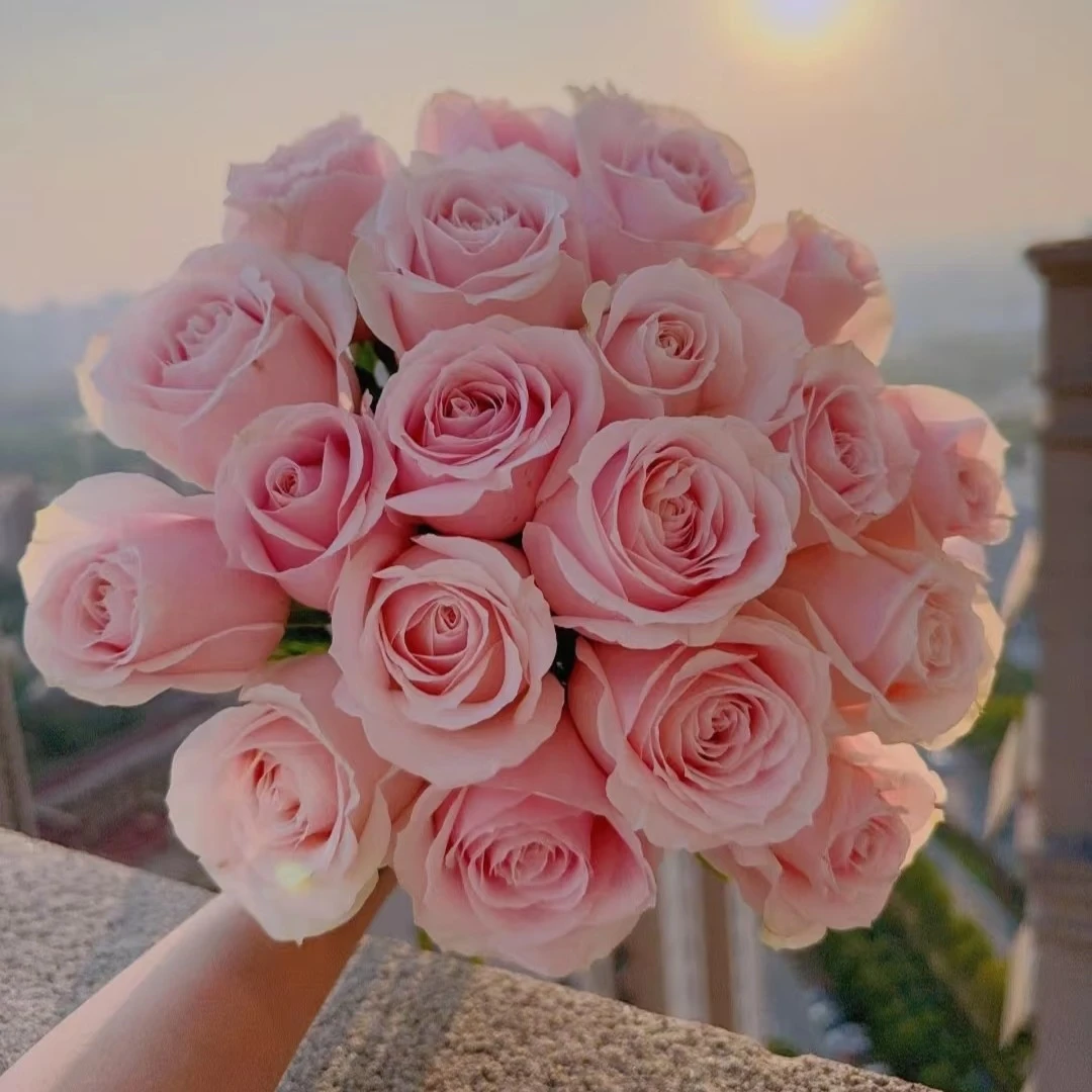 粉红雪山玫瑰20支   拍四件顺丰  两件中通
