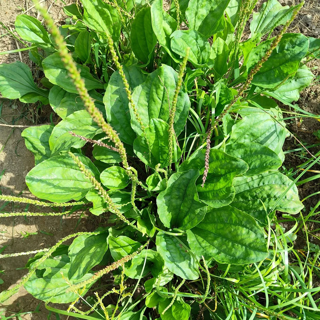 新鲜车前草整颗带根现挖采摘野菜车前子轱辘草鲜货非干货