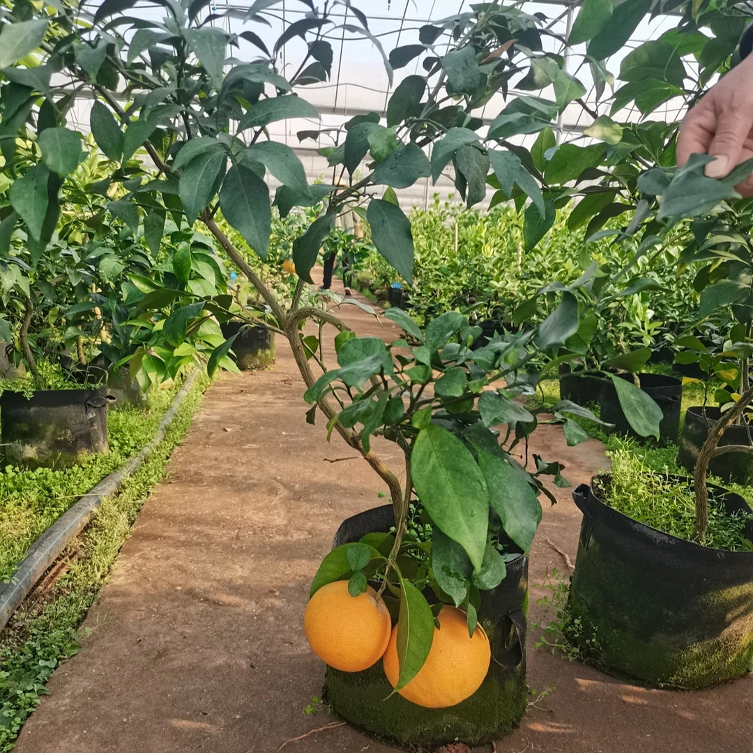 地杰【地杰优选】红美人桔子园艺高端盆栽庭院阳台推荐包邮拍照优质