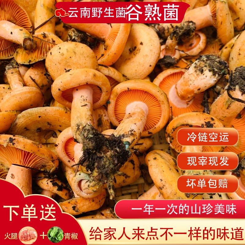 云南野山菌新鲜谷熟菌松树菌黄枞菌重阳菌食用菌美味山珍冷链包邮