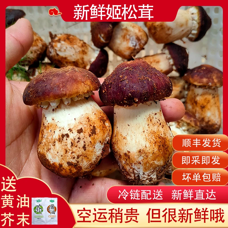 新鲜姬松茸云南食用蘑菇高原菌菇基地现发包邮菌子新鲜菌子250g