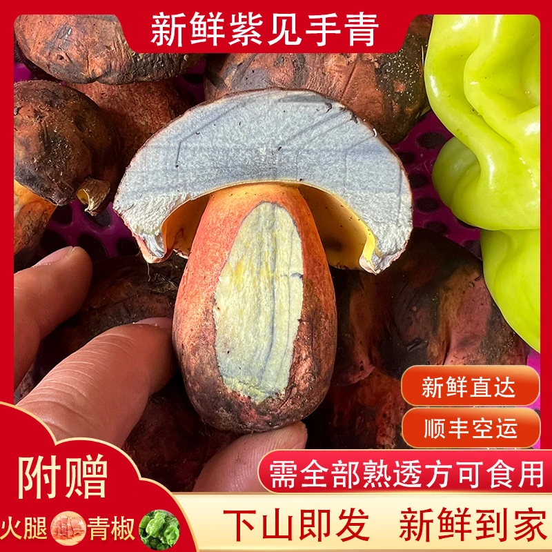 新鲜见手青牛肝菌精选云南网红变色食用蘑菇山珍食材250g包邮