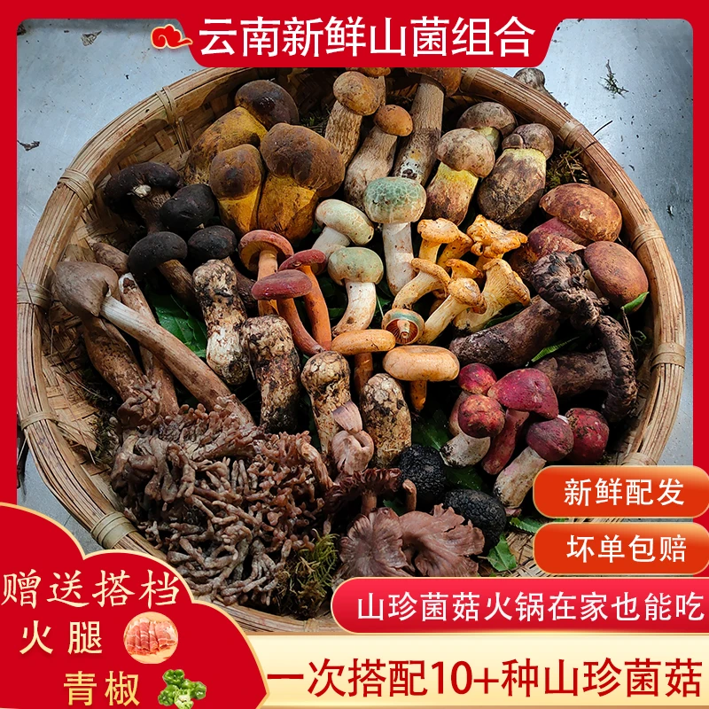 新鲜山珍菌菇组合云南山野菌子松树菌牛肝菌鸡枞菌羊肚菌煲汤500g