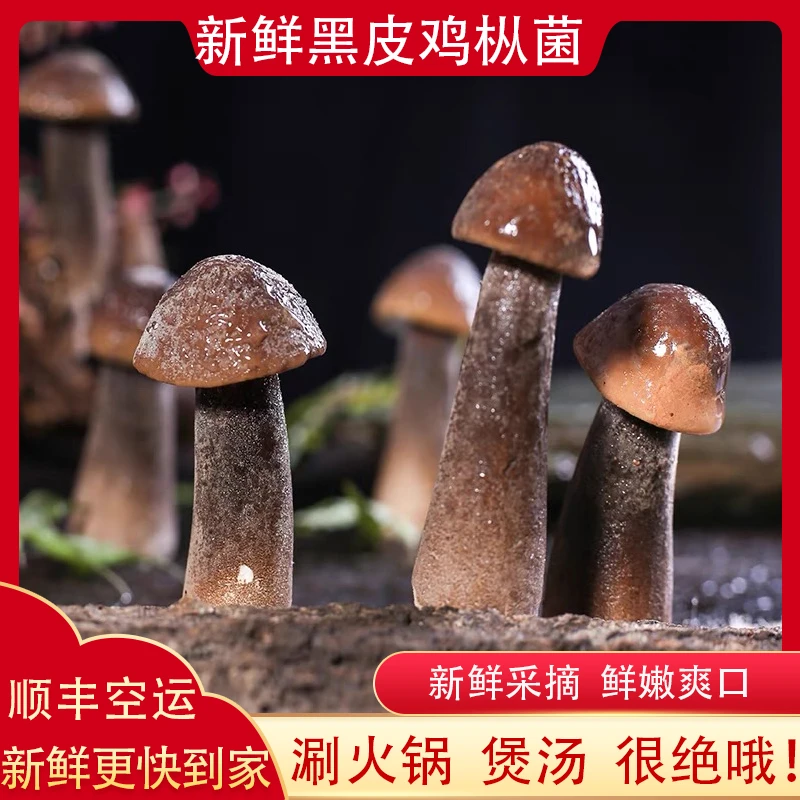 云南黑皮鸡枞菌农家新鲜食用菌子煲汤火锅精选火锅土特产