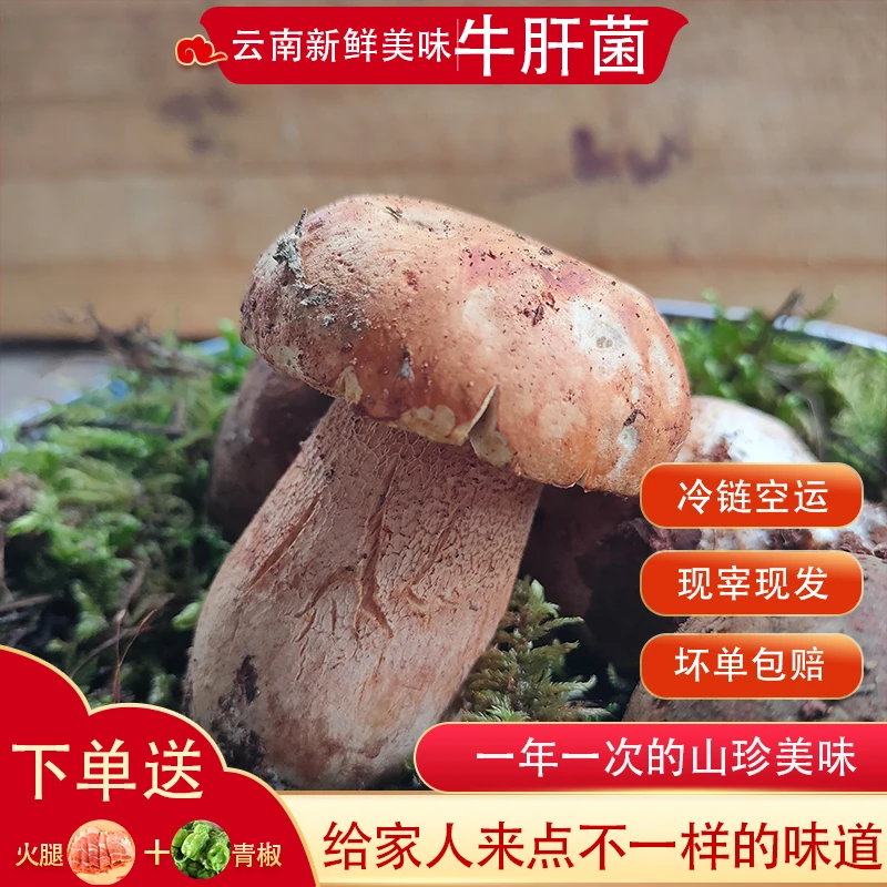 云南新鲜美味牛肝菌野生大脚菇煲汤食用菌菇农家农产品菌子250g