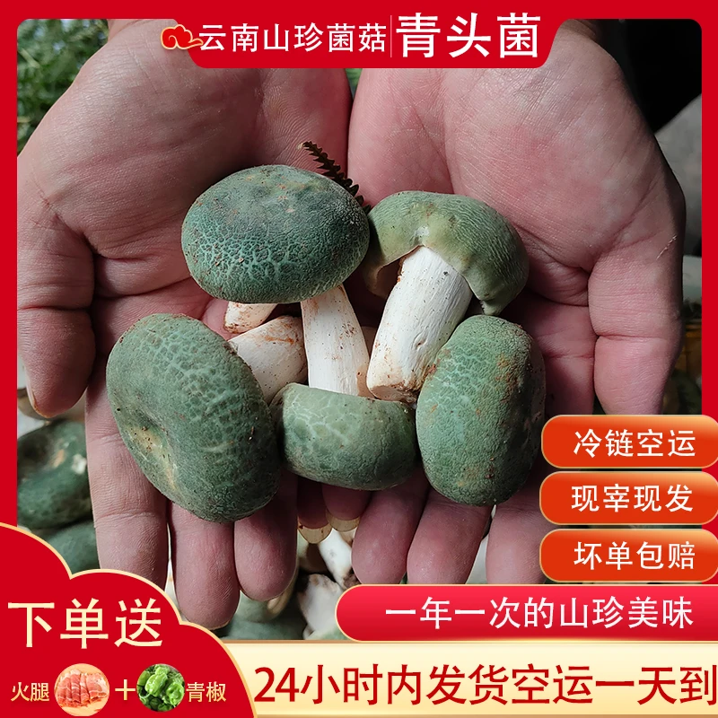 云南新鲜青头菌野生食用菌蘑菇美味食材现货菌子山珍产品250g