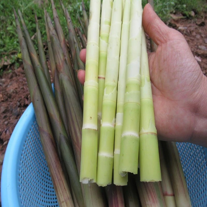 湖南大山里野生小竹笋2/4/7斤包邮