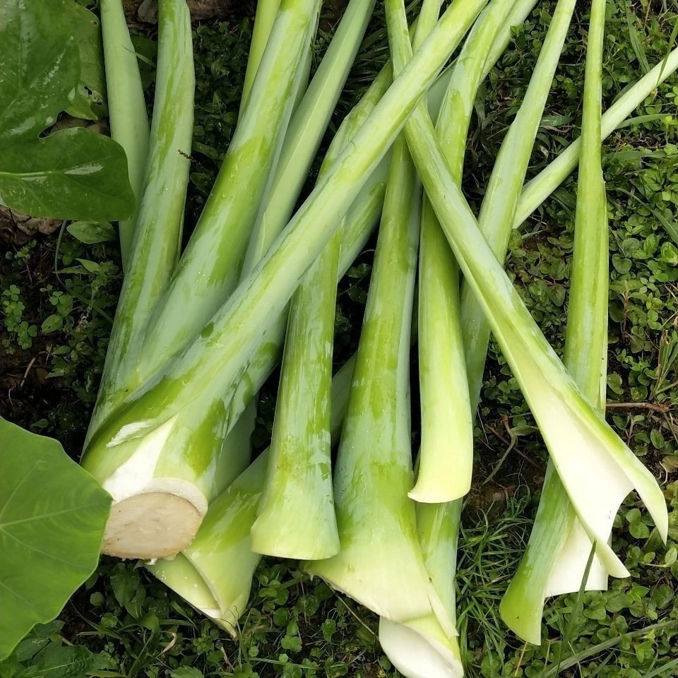 湖南麻阳新鲜广禾菜 白芋荷梗 1/7斤包邮（炒鸭肉，炒酸辣椒好吃）