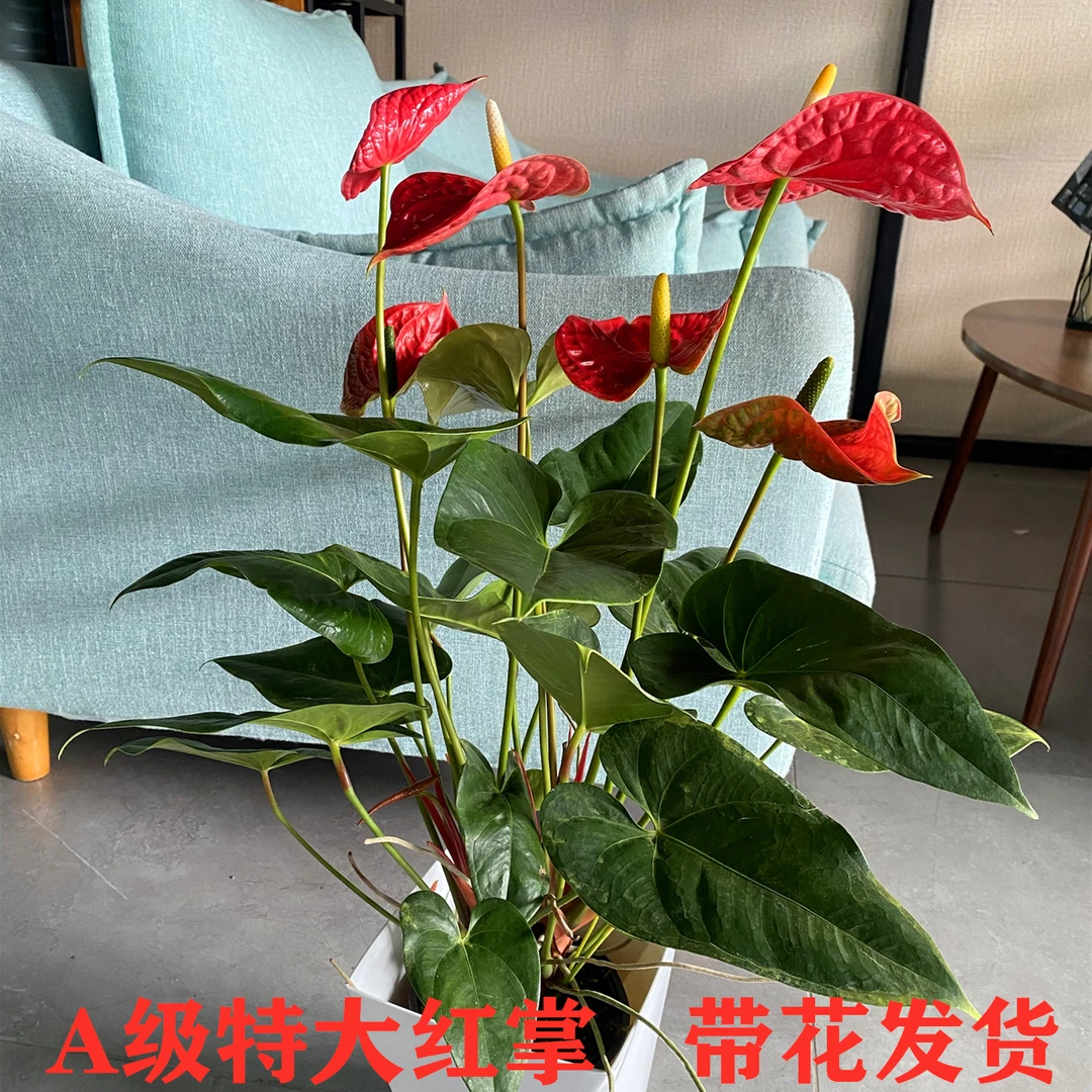 大红掌盆栽年宵花鸿运当头室内懒人绿植带花净化空气水培土培植物