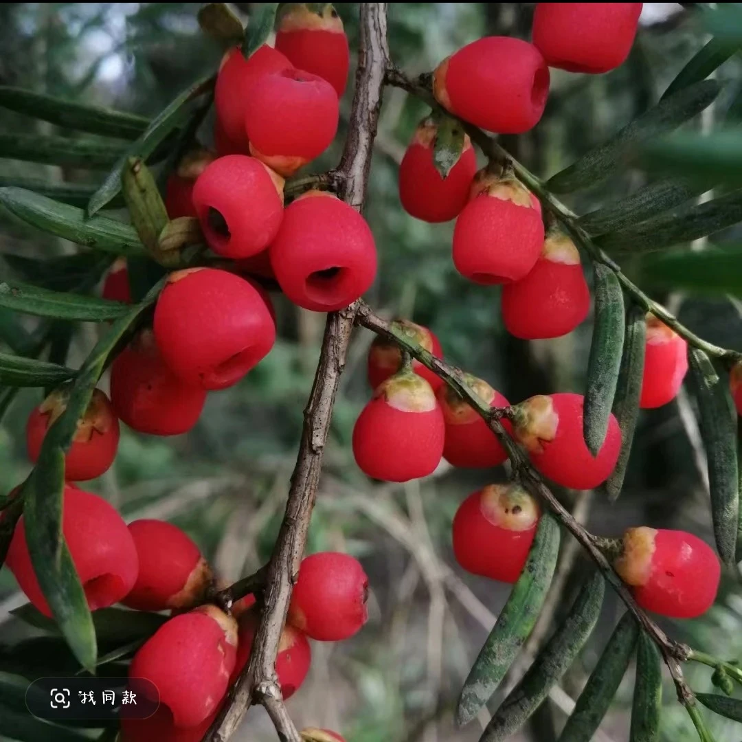 云南腾冲土特产（红/豆）…菇