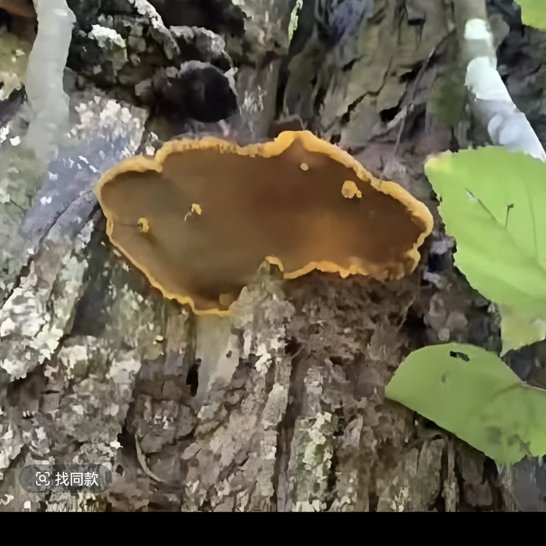 云南腾冲土特产…（黄）…菇