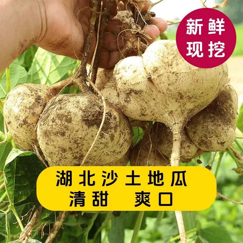 2024年湖北新凉薯新鲜现挖白地瓜中大果沙葛农家当季时令蔬菜水果