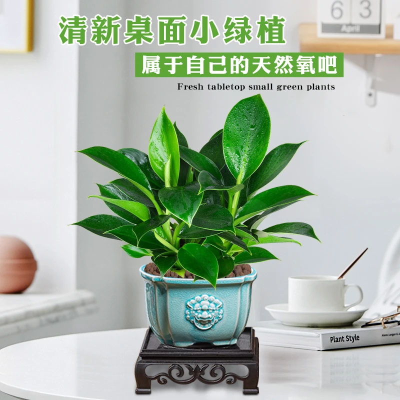 金钻盆栽绿公主小植物净化空气室内外水培办公室茶几客厅书房绿植