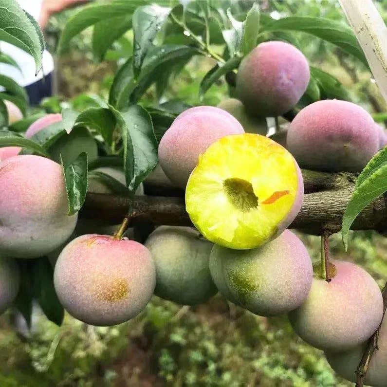 韶安（规格半边红李子）适合盆栽地栽庭院种植嫁接栽种发货修枝移栽