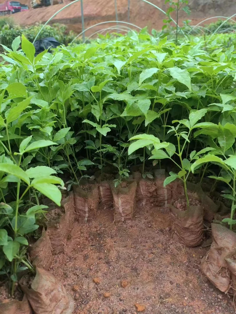 绿植三叉苦苗，五指毛桃修剪叶子广西发货。