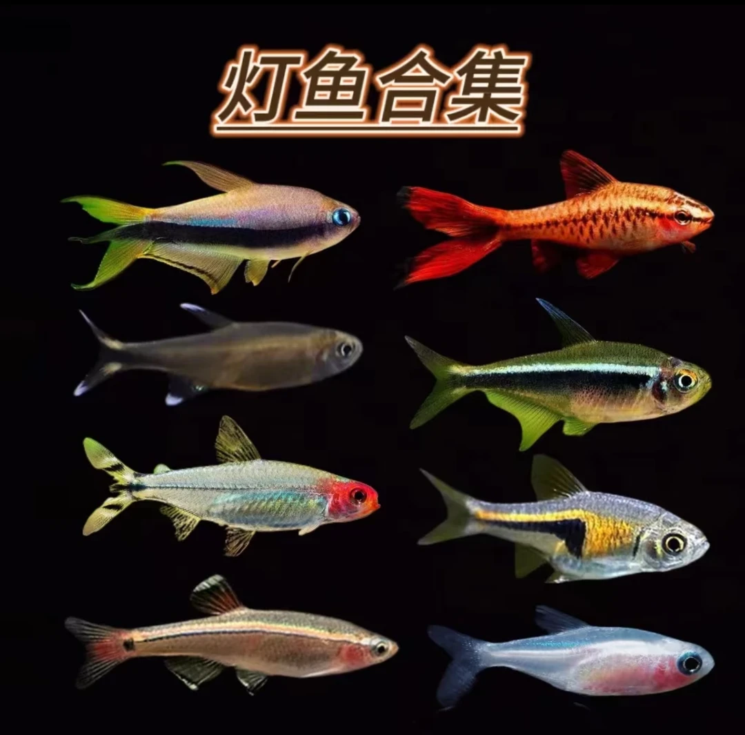 灯科鱼大全 稀有冷门 凯蒂 魔鬼 红蚂蚁灯小丑灯绿晶灯 喷火灯