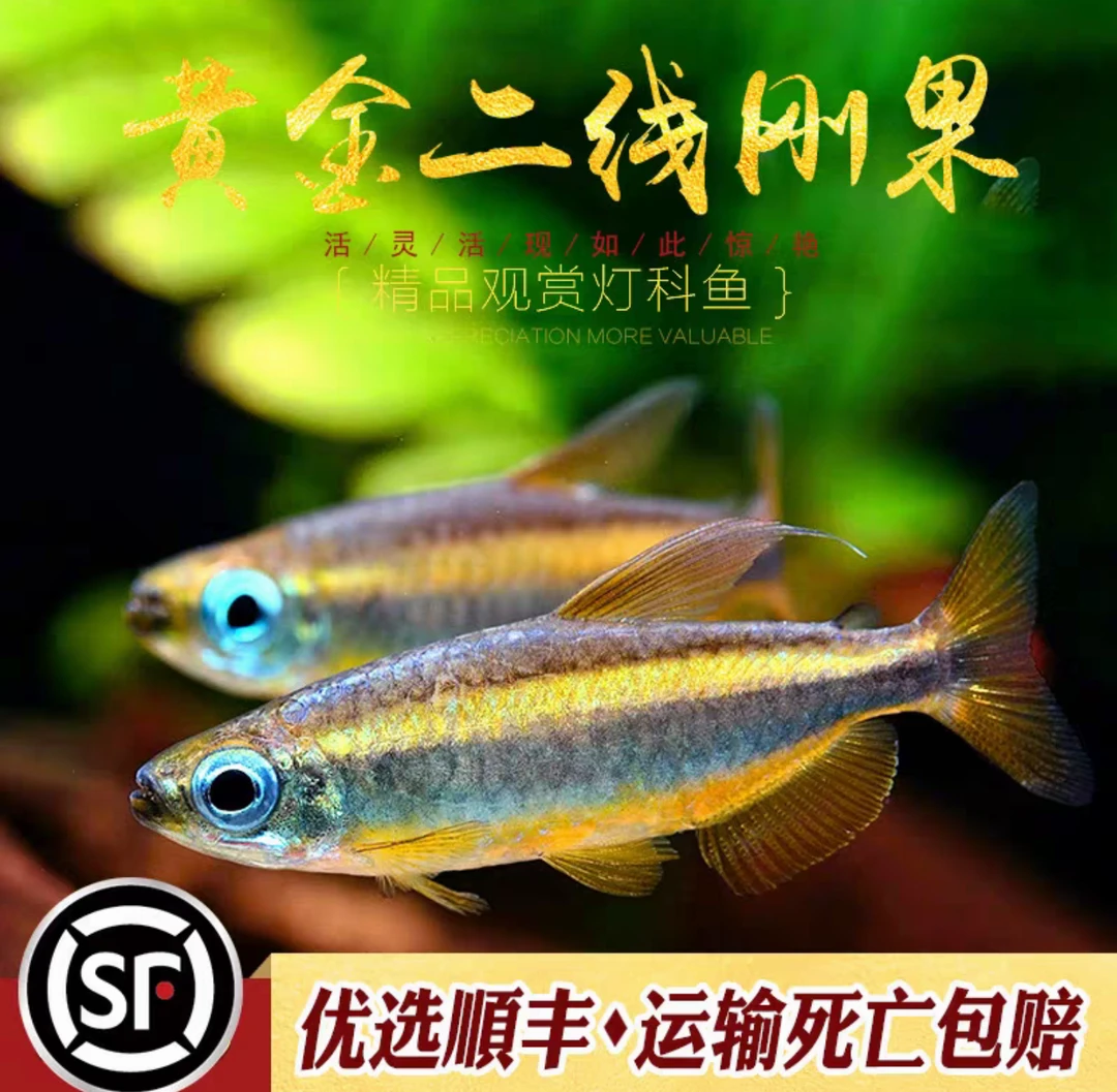 野生黄金二线刚果美人鱼 进口热带鱼淡水小型观赏鱼群游灯鱼活体