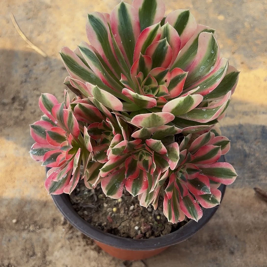 粉女巫9.9法师多肉