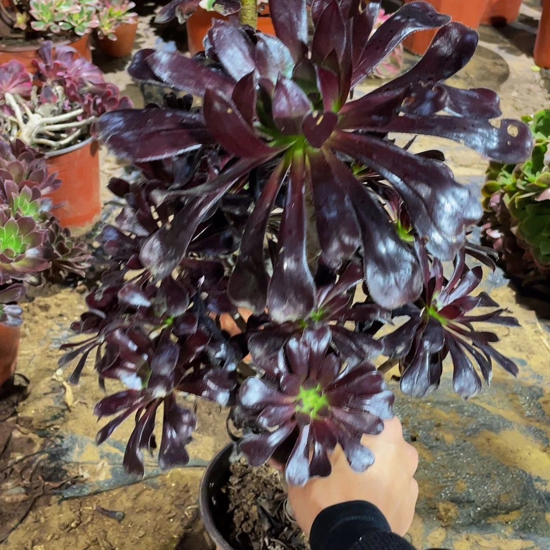 墨法14.8多肉植物